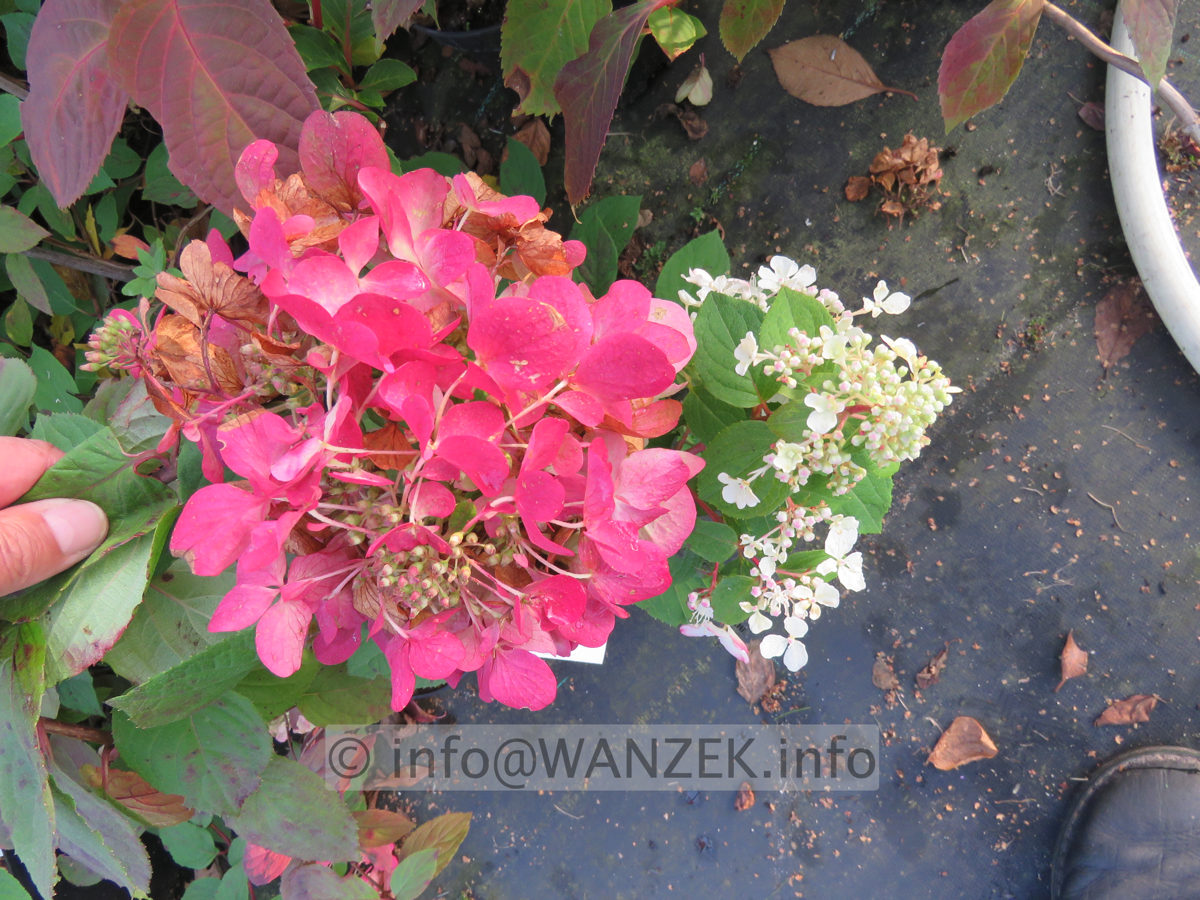 Hydrangea paniculata Diamond Rouge 003.JPG